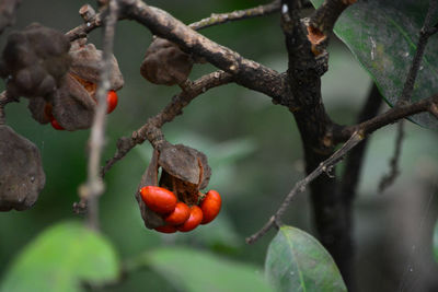 Close-up of cherries on tree