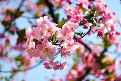 Close-up of pink cherry blossom