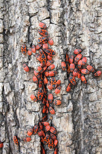 Close-up of tree trunk