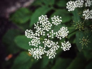 Close-up of flowers blooming outdoors