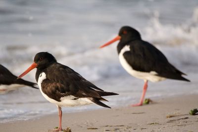 Mallard duck on beach