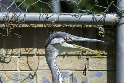 Close-up of a bird in zoo