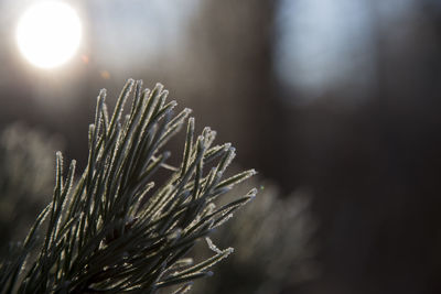 Close-up of frozen plant