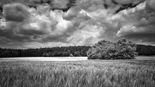 Scenic view of field against sky