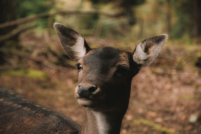 Close-up portrait of a horse on field