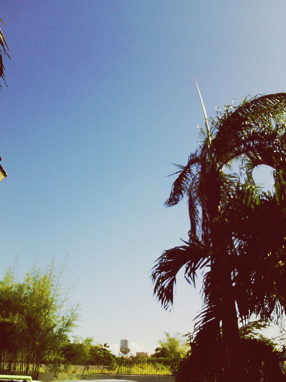 clear sky, tree, low angle view, copy space, growth, palm tree, blue, nature, tranquility, beauty in nature, tranquil scene, tree trunk, day, outdoors, no people, branch, scenics, sunlight, sky, green color