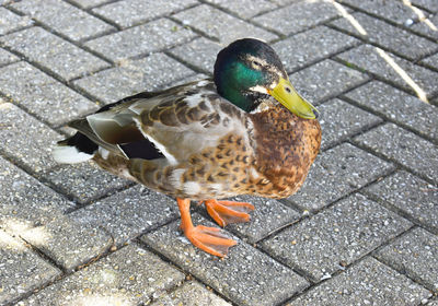 High angle view of mallard duck on street