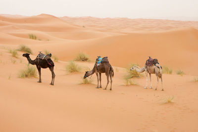 Camels standing on desert