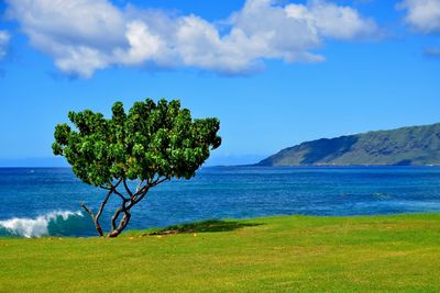 Tree standing on green meadow over the blue ocean