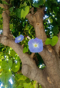 Close-up of purple flowering plant on tree trunk