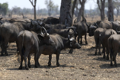 Buffalos in a field