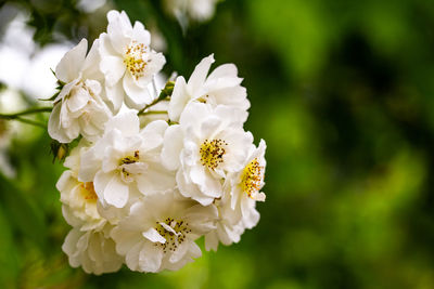 Close-up of white flowering plant