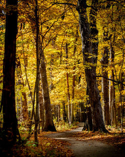 Trees in forest during autumn