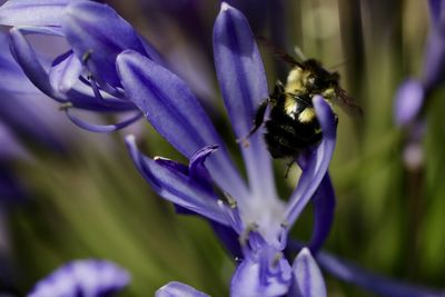 Close-up of bee pollinating on purple flower