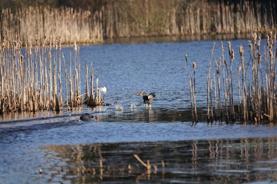 View of ducks swimming in lake