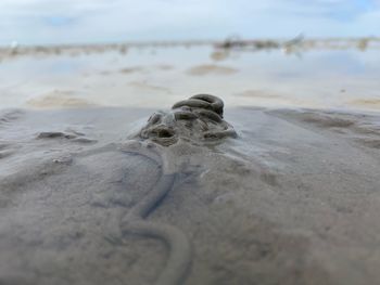 Close-up of crab on beach