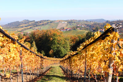 Scenic view of vineyard against sky during autumn