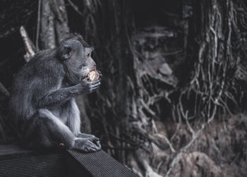 Monkey sitting in a forest and eating 