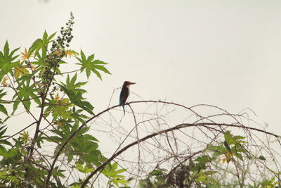 Low angle view of bird perching on branch against sky