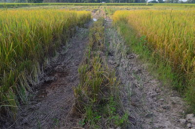 Scenic view of rice field