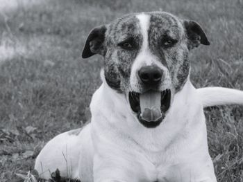 Portrait of dog sitting on field