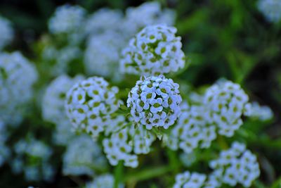 Close-up of white flowering plant