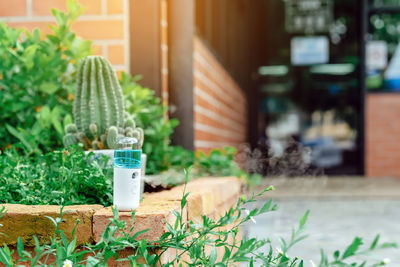 Close-up of potted plant in yard