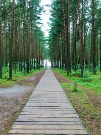 Footpath amidst trees in forest