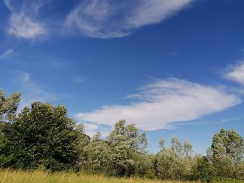 Low angle view of trees against sky