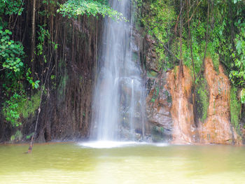 Scenic view of waterfall in forest