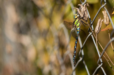 Close-up of damselfly on leaf