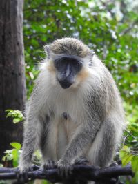 Monkey sitting on tree in forest