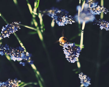 Close-up of bee pollinating flower