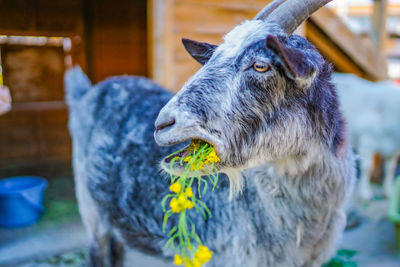 Close-up of goat