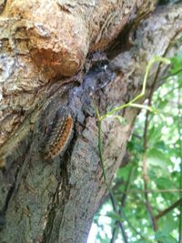 Close-up of insect on tree trunk