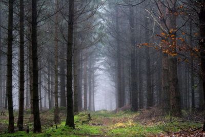 Pine trees in forest during autumn
