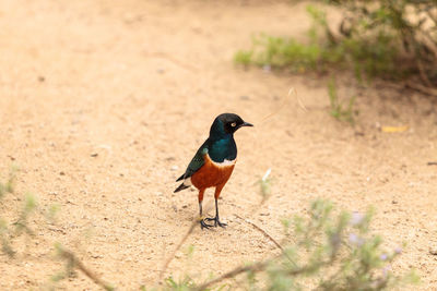 Close-up of bird perching on ground