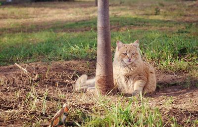 Portrait of a stray cat sitting on field
