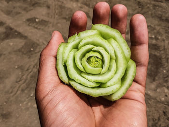 High angle view of person holding fruit