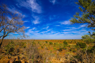 Scenic view of landscape against blue sky