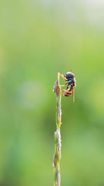 Close-up of insect on plant