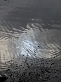 High angle view of birds in water