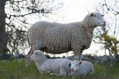 Sheep in a field