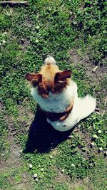 High angle view of dog on field