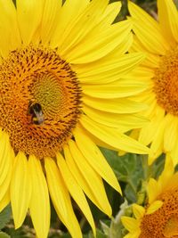 Close-up of honey bee on sunflower