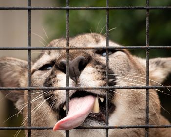 Close-up of horse in cage at zoo