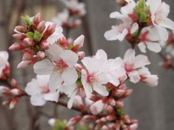 Close-up of pink flowers blooming on tree