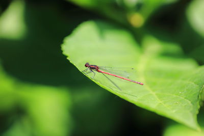 Close-up of insect on leaf