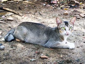 Portrait of a cat lying on field