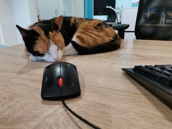 Cat and mouse 